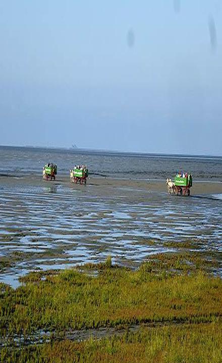 Hallig Südfall