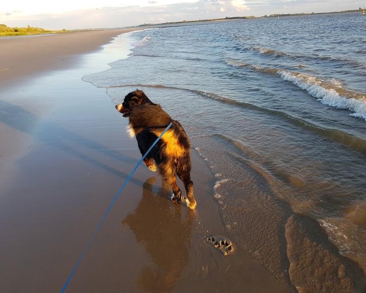 Strandfloh Bielenberg